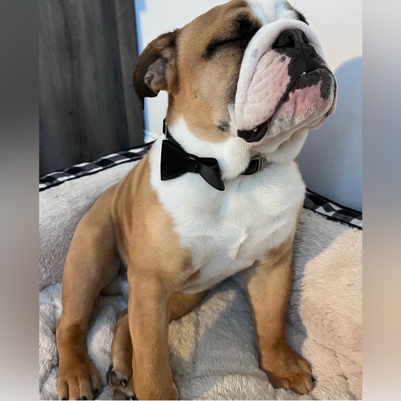 Meet your Posher, Jaja - Picture 1 of 4